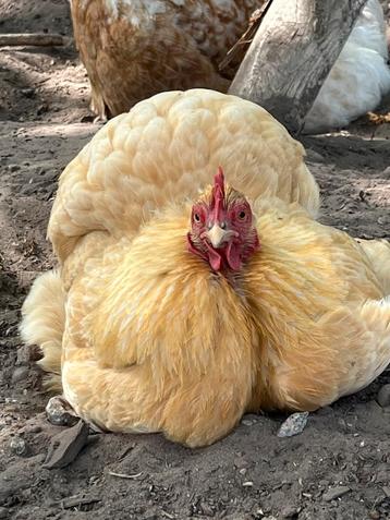 Cochin kriel hen beschikbaar voor biedingen