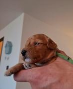 Middenslag poedel pups (raszuiver) rood/ abrikoos, Dieren en Toebehoren, Poedel, 8 tot 15 weken, Meerdere, Meerdere dieren