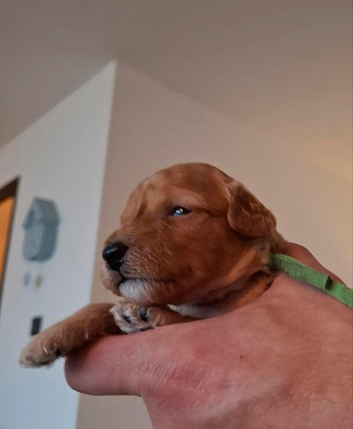 Middenslag poedel pups (raszuiver) rood/ abrikoos, Dieren en Toebehoren, Honden | Chihuahua's en Gezelschapshonden, Meerdere dieren