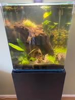 dennerle nano cube 60 aquarium met kast, Dieren en Toebehoren, Vissen | Aquaria en Toebehoren, Ophalen, Zo goed als nieuw, Leeg aquarium