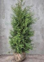 Thuja Conifeer €7,50, Bloeit niet, Halfschaduw, 100 tot 250 cm, Overige soorten