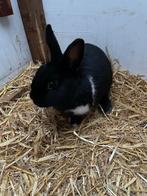 Mooi konijn mannetje, Dieren en Toebehoren, Mannelijk