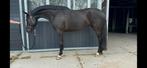 6 jarige merrie, Dieren en Toebehoren, Paarden, Merrie, 160 tot 165 cm, Dressuurpaard, 3 tot 6 jaar