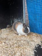 Konijn, Dieren en Toebehoren, Konijnen, Geslacht onbekend, Middelgroot