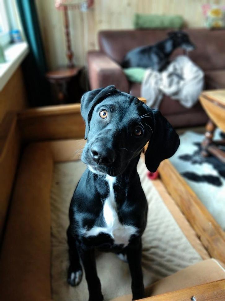 Vreselijke lieve x jachthond, Dieren en Toebehoren, Honden | Niet-rashonden, Teef, Particulier, Eén hond, Nederland, 15 weken tot 1 jaar