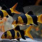 Clownbotia’s te koop, Dieren en Toebehoren, Vis, Zoetwatervis, Schoolvis