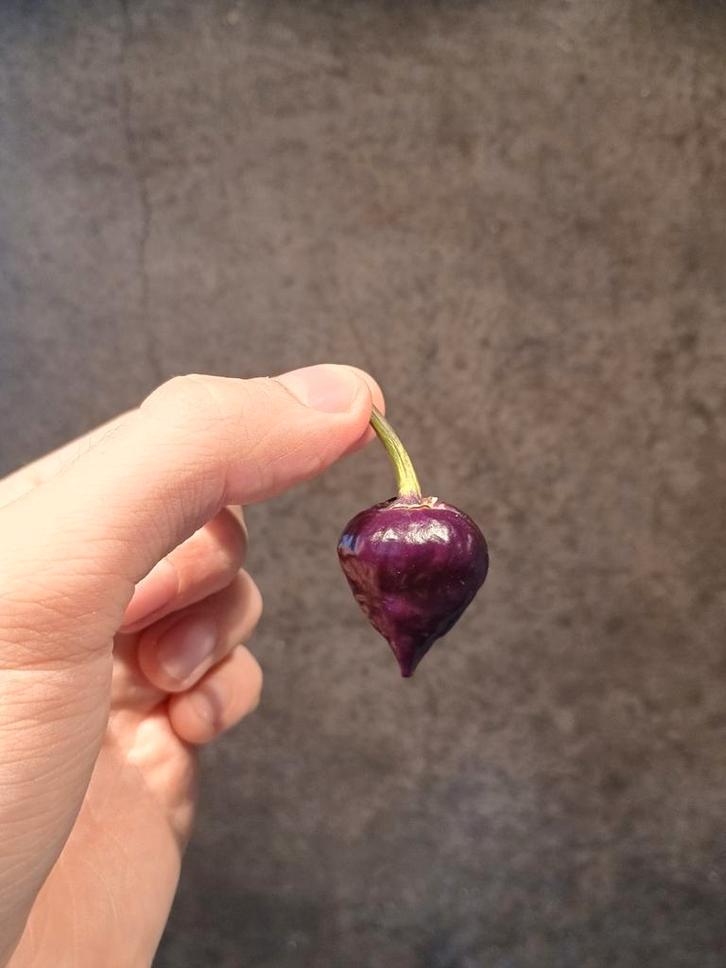 Purple UFO Chilipeper Zaden - 10 zaden, Tuin en Terras, Bloembollen en Zaden, Zaad, Gehele jaar, Volle zon, Verzenden