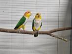 Diverse soorten vogels, Dieren en Toebehoren, Vogels | Parkieten en Papegaaien, Meerdere dieren, Parkiet, Geringd
