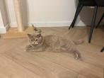 Britse korthaar poes 3 jaar zoekt nieuw thuis, Dieren en Toebehoren, Katten en Kittens | Raskatten | Korthaar, Poes, Gechipt, 3 tot 5 jaar