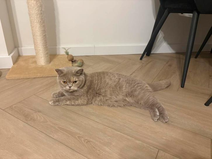 Britse korthaar poes 3 jaar zoekt nieuw thuis, Dieren en Toebehoren, Katten en Kittens | Raskatten | Korthaar, Poes, 3 tot 5 jaar