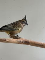 Groene kardinaal pop, Dieren en Toebehoren, Vogels | Overige Vogels, Vrouwelijk, Geringd