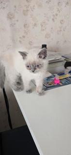 Kitten Poesje, Dieren en Toebehoren, Katten en Kittens | Raskatten | Langhaar, Poes, Ontwormd