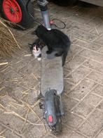 kittens, Dieren en Toebehoren, Geslacht onbekend, 0 tot 2 jaar