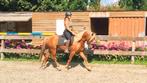Super knappe leergierige E pony..!, Dieren en Toebehoren, Paarden, Ruin, Minder dan 160 cm, Gechipt, 3 tot 6 jaar