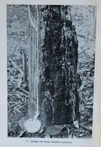 NL Indië - Ziekten en Plagen van de rubberboom in Indonesië, Ophalen of Verzenden