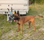 Mooi mechelse herder te koop, Dieren en Toebehoren, Rabiës (hondsdolheid), Reu, Eén hond, 3 tot 5 jaar