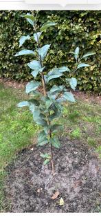 7,5 euro! Appelbomen te koop, Ophalen of Verzenden