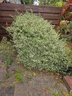Bonte Kardinaalsmuts - Euonymus fortunei 'Emerald Gaiety', Ophalen, Overige soorten, Struik, 100 tot 250 cm