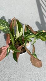 Synoniem podophyllen Red Spot Tricolor 1, Huis en Inrichting, Kamerplanten, Overige soorten, Minder dan 100 cm, Ophalen of Verzenden