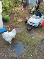 Haan, Dieren en Toebehoren, Pluimvee, Mannelijk, Kip
