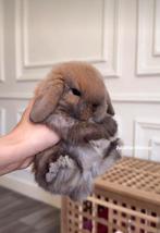 ❤️Raszuivere Minilop Hangoorkonijntjes – kleur Madagascar, Dieren en Toebehoren, Konijnen, Meerdere dieren, Dwerg, Hangoor, 0 tot 2 jaar