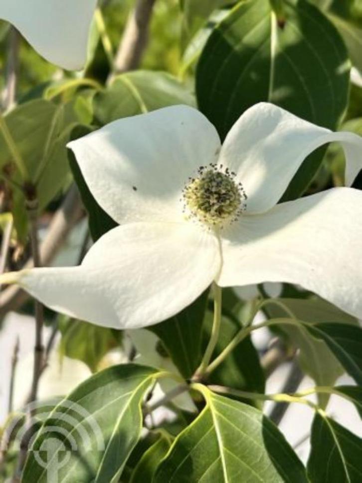 Cornus kousa China Girl Japanse kornoelje herfstkleur eetbaa, Tuin en Terras, Planten | Struiken en Hagen, Overige soorten, Minder dan 100 cm