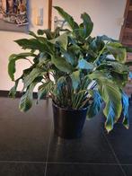 Mooie grote kamerplant in pot, Huis en Inrichting, Kamerplanten, Ophalen, In pot, Halfschaduw