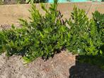 Prunus caucasica, Tuin en Terras, Planten | Struiken en Hagen, Ophalen, Laurier, Struik, Minder dan 100 cm