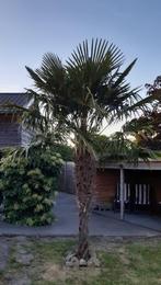 Palmboom, Tuin en Terras, 250 tot 400 cm, Zomer, Palmboom, Ophalen