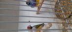 Gouldamadine koppel bont, Dieren en Toebehoren, Vogels | Overige Vogels, Meerdere dieren, Tropenvogel, Geringd