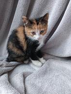 Lapjes kitten te koop, Dieren en Toebehoren, Katten en Kittens | Overige Katten, 0 tot 2 jaar