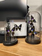 Vlinder Graphium weiskei in lijst of stolp, Ophalen of Verzenden, Nieuw, Insect, Opgezet dier