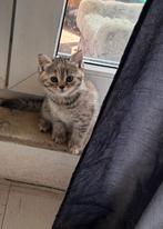Britse korthaar kittens, Dieren en Toebehoren, Katten en Kittens | Raskatten | Korthaar, Meerdere dieren, Ontwormd, 0 tot 2 jaar