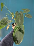 Philodendron Burle Marx, Huis en Inrichting, Kamerplanten, Ophalen of Verzenden, Halfschaduw, Minder dan 100 cm