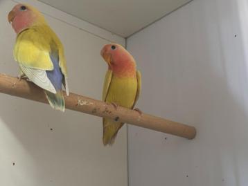 Roseicollis Laatste twee jongen '25 (zie foto's) beschikbaar voor biedingen