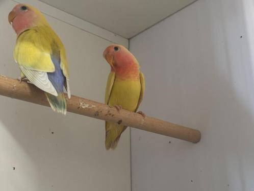 Roseicollis Laatste twee jongen '25 (zie foto's), Dieren en Toebehoren, Vogels | Parkieten en Papegaaien, Dwergpapegaai of Agapornis