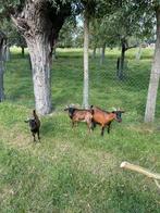 Mooie dwerggeit bokjes, Dieren en Toebehoren, Schapen, Geiten en Varkens, Mannelijk, Geit