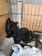 Schattige zwarte kittens, Poes, Kortharig, 0 tot 2 jaar