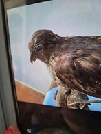 Opgezette buizerd, Ophalen of Verzenden, Gebruikt