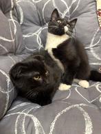 Kittens, Gechipt