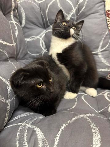 Kittens beschikbaar voor biedingen