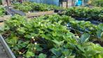 Aardbei stekken veel soorten beschikbaar aardbeistekken stek, Tuin en Terras, Planten | Tuinplanten, Volle zon, Vaste plant, Ophalen of Verzenden