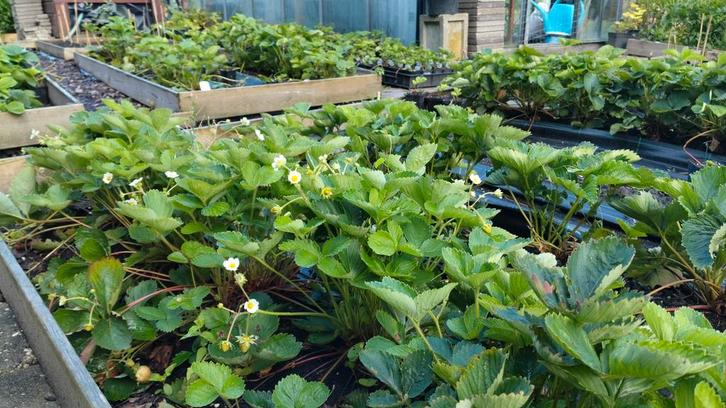 Aardbei stekken veel soorten beschikbaar aardbeistekken stek, Tuin en Terras, Planten | Tuinplanten, Vaste plant, Fruitplanten