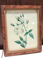 Vintage Rozen Print in Houten Lijst, Antiek en Kunst, Kunst | Schilderijen | Klassiek, Ophalen of Verzenden