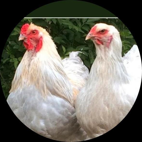 Prachtige halfvolwassen brahma groot isabel, Dieren en Toebehoren, Pluimvee, Kip, Meerdere dieren