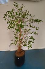 Ficus Benjamina's 175 cm op hydrocultuur 1x/maand water, Huis en Inrichting, Ophalen, Ficus, Halfschaduw, In pot