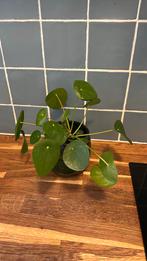 Pilea pannenkoekplant, Ophalen of Verzenden, Overige soorten, Minder dan 100 cm