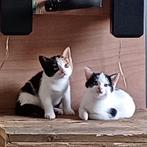 Liefste kittens een lapjeskitten en witzwart katertje, Meerdere dieren, Kortharig, 0 tot 2 jaar