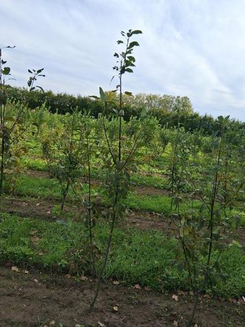 Amelanchier arborea Robin Hill/ krentenboom beschikbaar voor biedingen