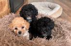 Lieve toy poedel pups, Poedel, Rabiës (hondsdolheid), Reu, 8 tot 15 weken